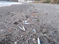 Aparecen miles de peces muertos en una playa de Salobreña (Granada)
