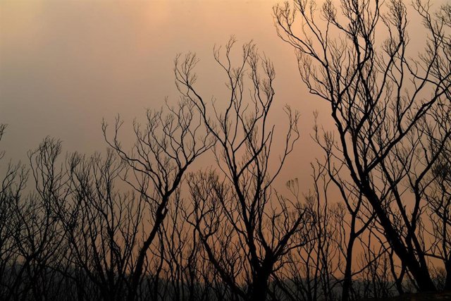 árboles arrasados por el fuego en Australia