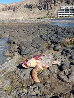 Una tortuga boba aparece muerta en El Palmar