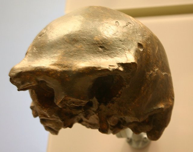 Cráneo de Homo erectus