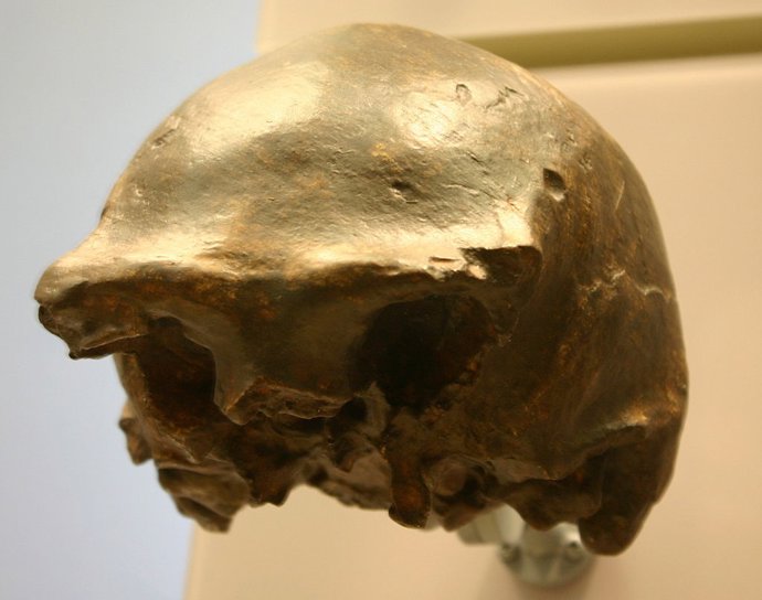El último enclave de homo erectus desapareció hace más de 108.000 años