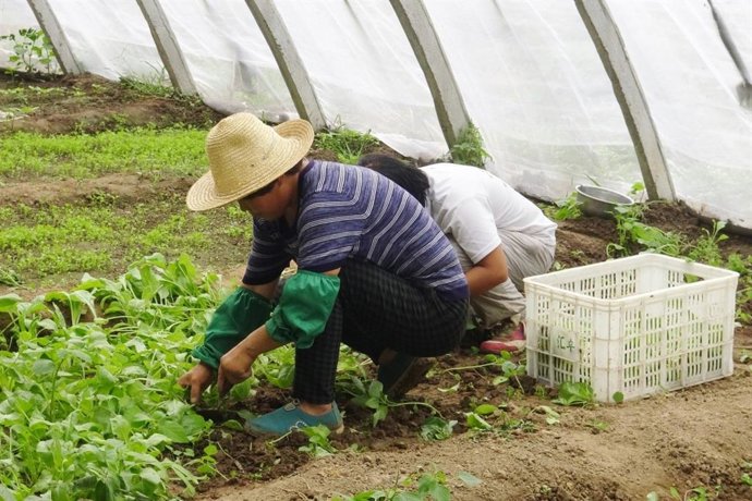 Trabajador extranjero