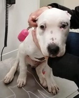 El pequeño Baloo, el perro rescatado de su propietario en Badajoz.