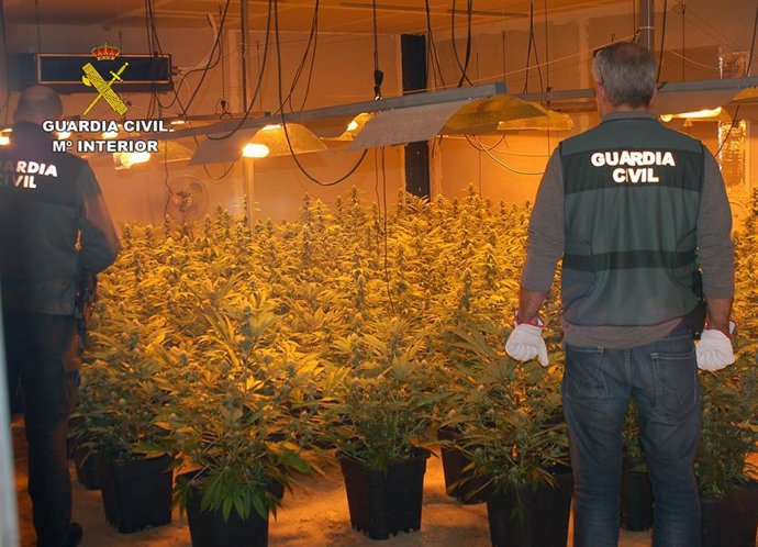 La Guardia Civil desmantela un invernadero clandestino de marihuana en Fortuna