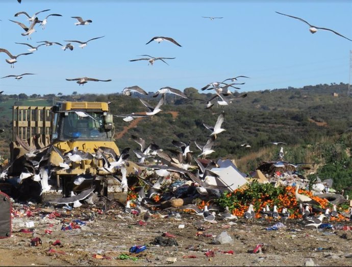 Las gaviotas podrían estar contaminando los humedales de Andalucía por la basura, contaminantes y metales de pesados que ingieren en los vertederos, según una investigación del Consejo Superior de Investigaciones Científicas.