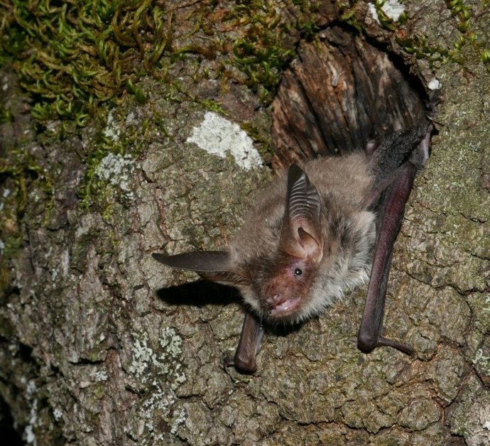 Murciélago ratonero forestal o de Bechstein