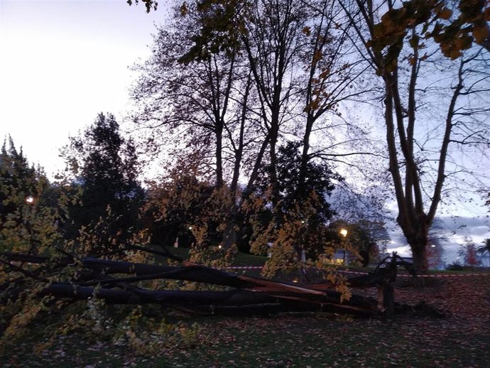 árbol derribado por el viento en el parque de Doña Casilda, en Bilbao