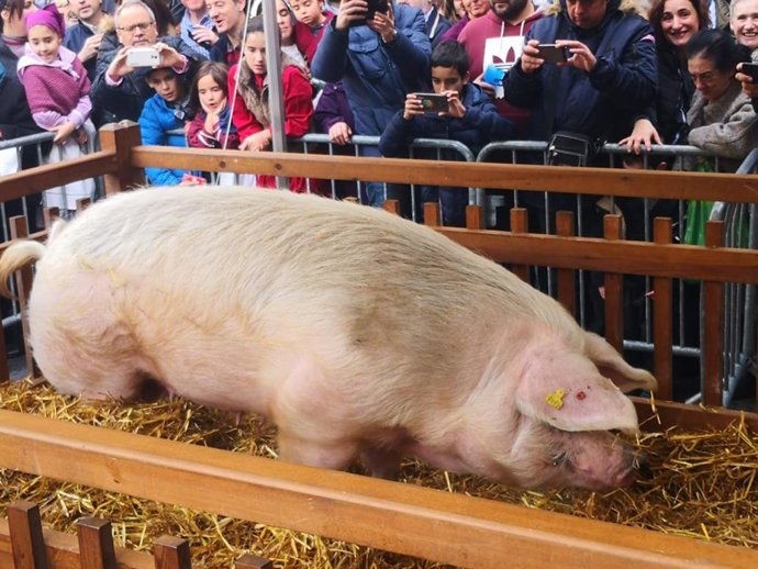 La cerda Gilda de la feria de Santo Tomás de San Sebastián