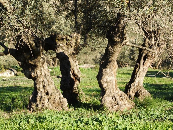 Economía.- Cooperativas Agro-alimentarias califica de "desastre" la segunda lici
