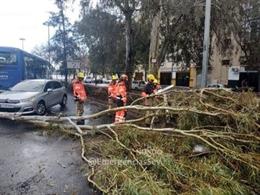 Caída de un árbol por el viento en Sevilla