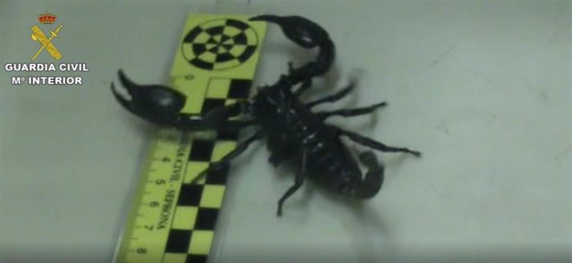 Imagen de un escorpión recuperado por la Guardia Civil en una vivienda de Madrid.