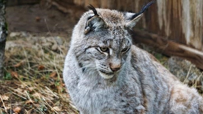 El Lince Minairó Nació En Mayo