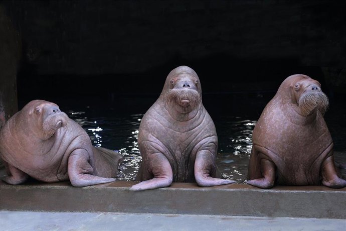 El Oceanogrfic impulsa un programa europeo único de reproducción y conservación de morsas
