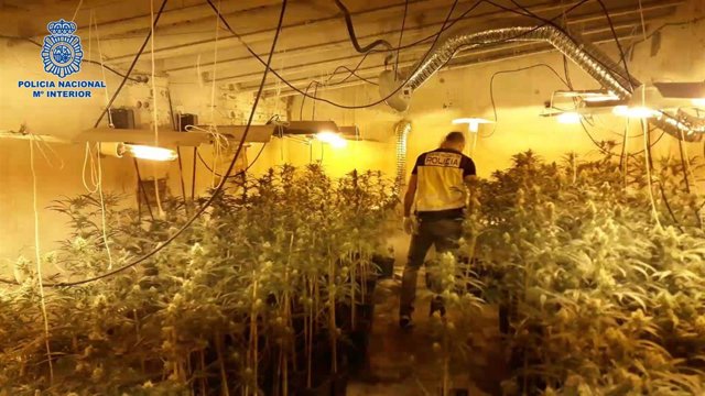 Nota De Prensa La Policía Nacional Detiene A Un Varón Que Cultivaba Marihuana En Una Parcela