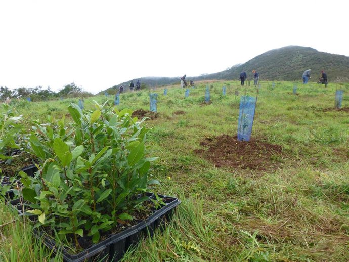 Asprocan y Foresta plantarán más de 4.000 árboles y pinos para recuperar la masa forestal de Gran Canaria