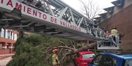 Imagen de la retirada de un pino caído sobre un turismo en Valladolid.