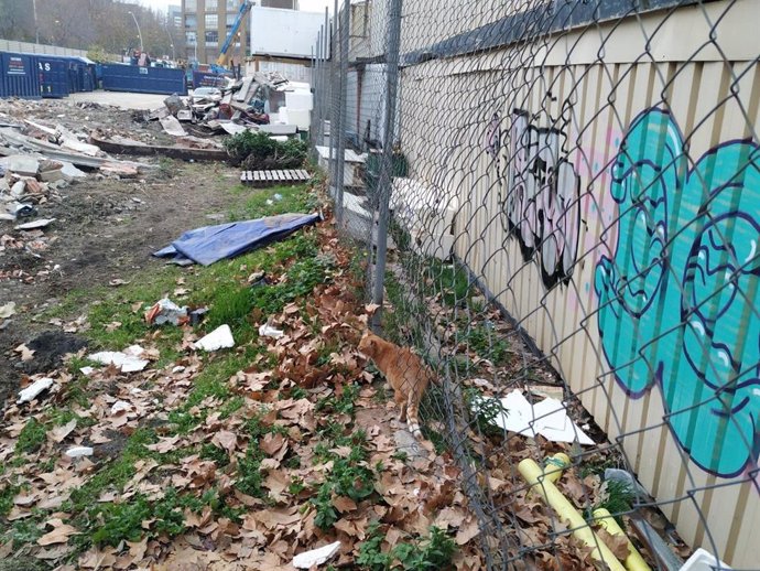 Colonia de gatos destruida en la calle Cristbal de Moura con Agricultura de Barcelona