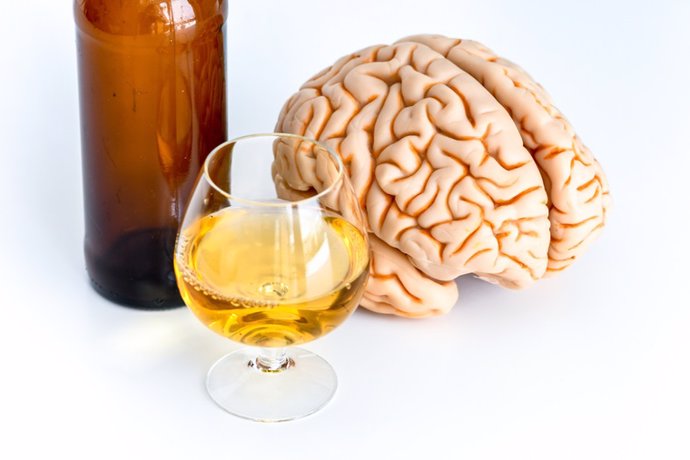 Beber, alcohol, cerebro