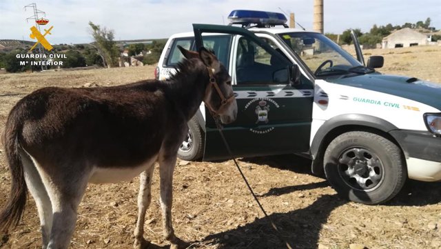 Hallan una yegua muerte y ocho perros y un asno malnutridos en una finca de Puente Genil.