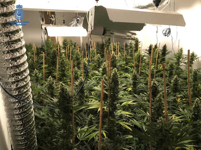 Plantación de marihuana intervenida en una operación policial en el término municipal de Marratxí