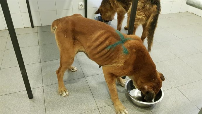 Uno de los perros incautados por el Seprona en el criadero de Melgar de Fernamental (Burgos).