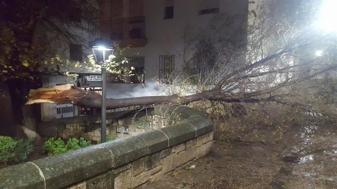 Árbol caído en Jaén