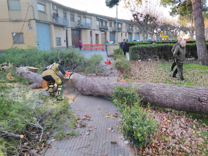 Un árbol caído en Calatorao ha afectado al tendido eléctrico y telefónico y al alero de un edificio.