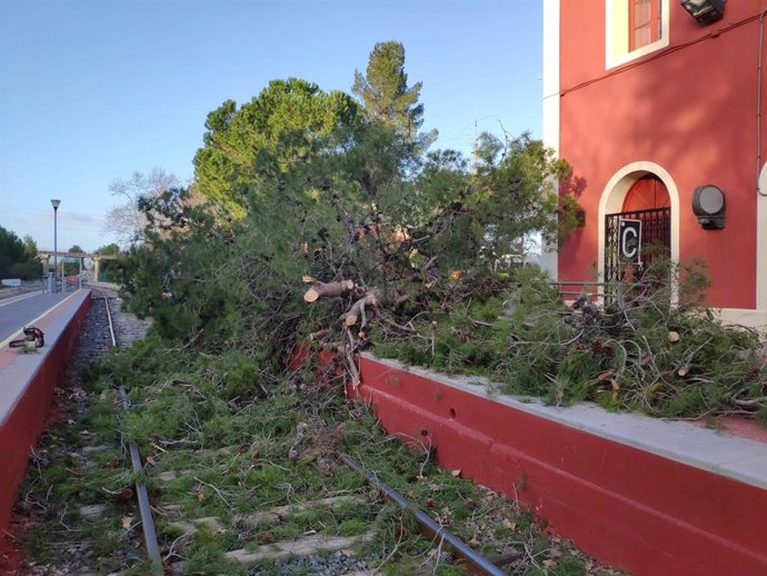 Bomberos del parque de Bomberos de Ontinyent, en la retirada de un pino en la estación de tren de esta localidad