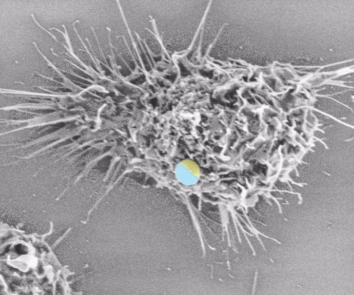 Un Glóbulo Blanco Tratando De Engullir Una Partícula De Janus (Etiquetada En Azul Y Amarillo) Bajo Un Microscopio Electrónico De Barrido De Alta Resolución.