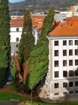 Árbol caído en Oviedo por las fuertes rachas de viento.