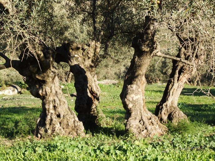 Olivares de Finca La Torre