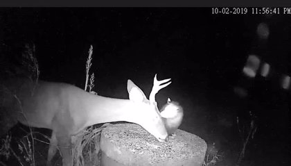 Una cámara de visión nocturna captura el momento que una ayuda a un ciervo garrapatas de su cabeza