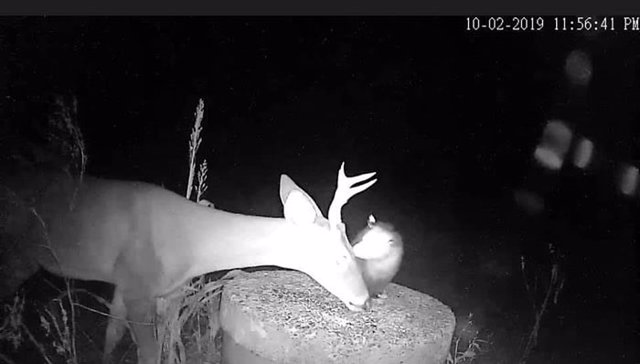 Una cámara de visión nocturna captura el momento en que una zarigüeya ayuda a un ciervo con las garrapatas de su cabeza