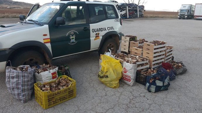 Imagen de setas incautadas por la Guardia Civil de Soria recolectadas de manera irregular.