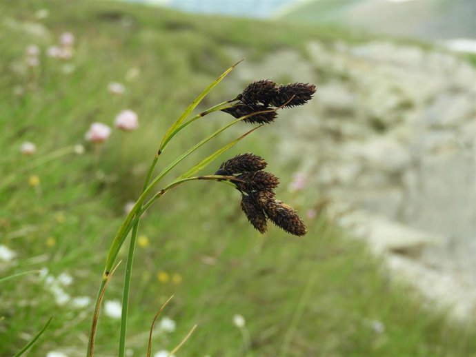 Carex atrata, hierba perteneciente al grupo de las cárices.