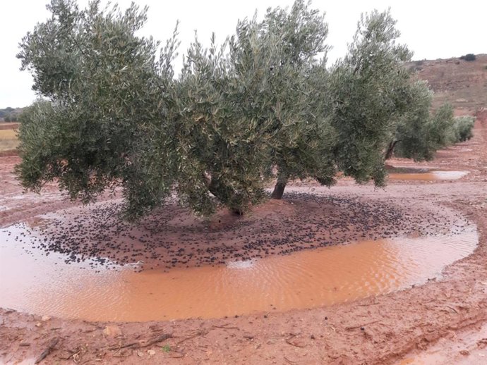 Olivar inundado