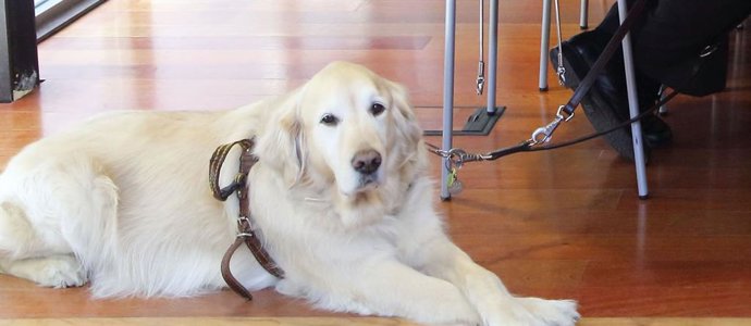 Imagen de archivo de un perro guía