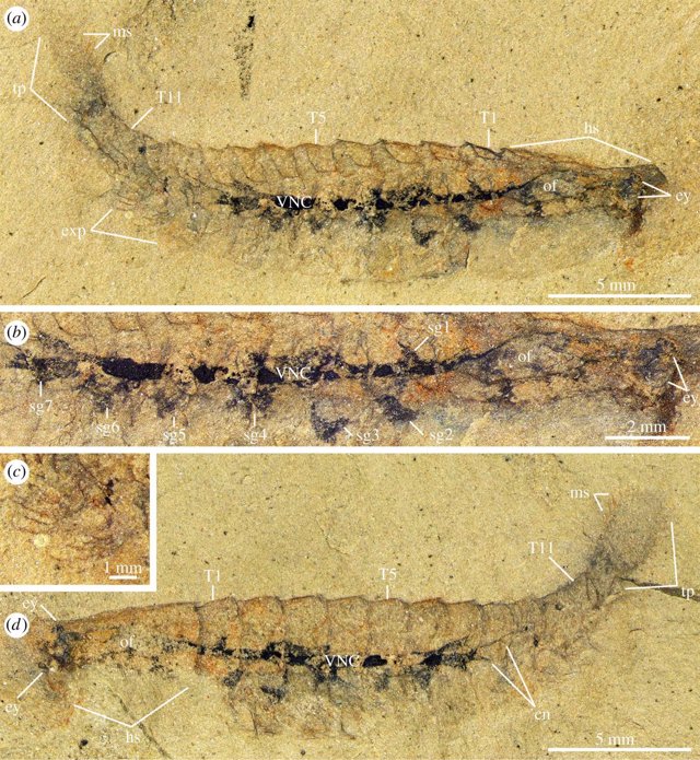 Muestras presentadas como tejido neuronal fosilizado