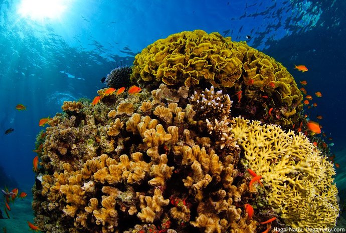 El cambio climático desplazará a las especies marinas a más profundidad
