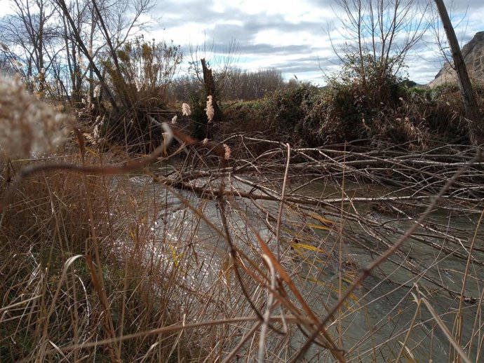 Río Jalón con troncos y ramas