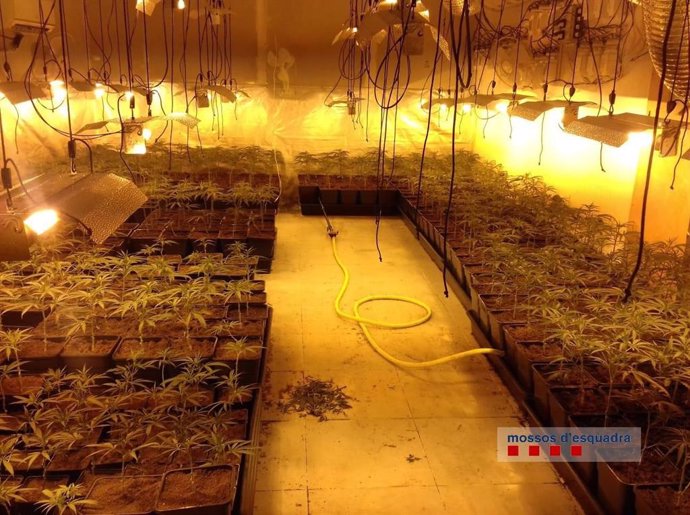 Plantación de marihuana localizada en un taller de coches ilegal en una nave industrial de Calonge (Girona)