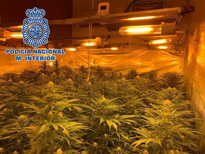 Plantación de marihuana localizada por la Policía Nacional en una vivienda de Almería