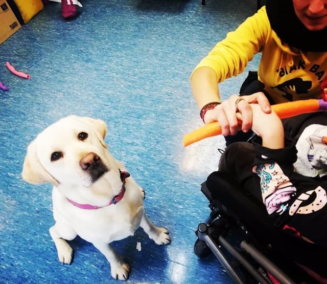 Porgrama de terapia asistida con perros de la asociación Biak Bat.