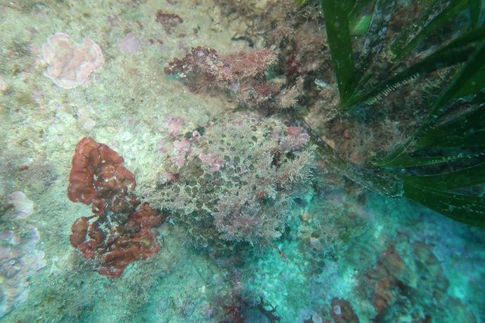 Alicante.- El 78% de los corales en el litoral alicantino se muestraafectado por