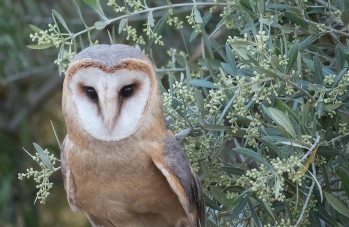 Las lechuzas han regresado a algunos de los olivares del proyecto  Olivares Vivos