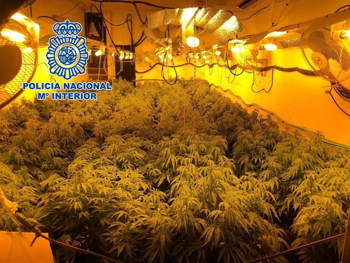 La Policía Nacional ha desarticulado una organización criminal especializada en el tráfico de drogas y ha desmantelado once plantaciones de marihuana