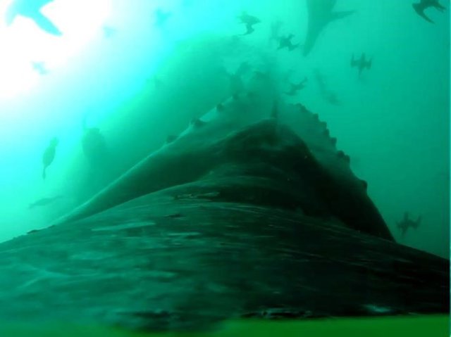 Grabación a lomo de una ballena jorobada