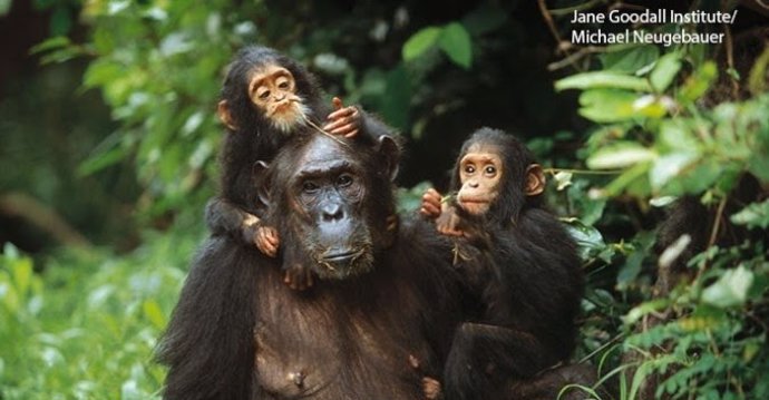 La chimpanceé salvaje, Gremlin, y sus dos hijas gemelas