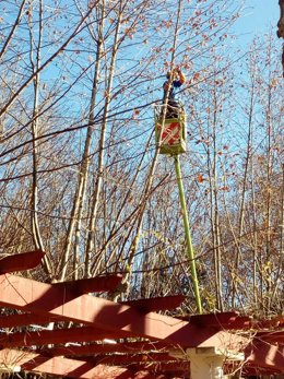 Poda de árboles en Huesca