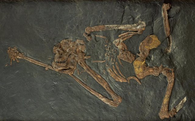 Esqueleto de Oreopithecus bambolii